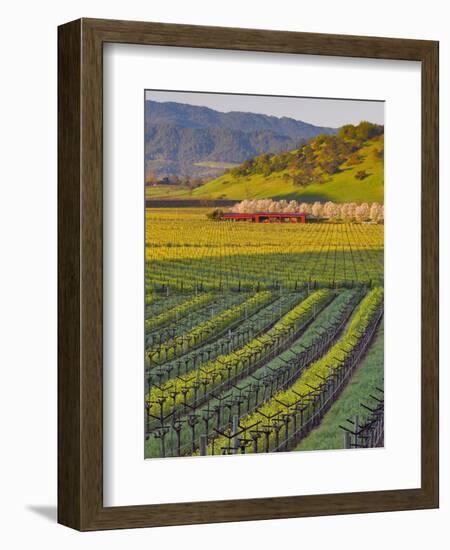 Spring Mustard Flowers in Screaming Eagle Vineyard, Napa Valley, Napa County, California, Usa-Janis Miglavs-Framed Photographic Print