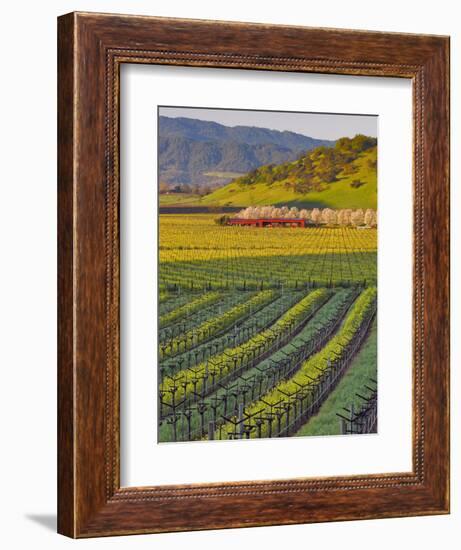 Spring Mustard Flowers in Screaming Eagle Vineyard, Napa Valley, Napa County, California, Usa-Janis Miglavs-Framed Photographic Print