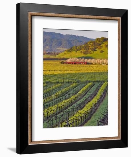 Spring Mustard Flowers in Screaming Eagle Vineyard, Napa Valley, Napa County, California, Usa-Janis Miglavs-Framed Photographic Print