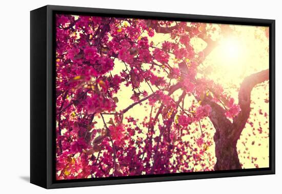 Spring Nature Background Blooming Tree over Sunny Sky. Spring Blossom. Apple Flowers. Sun Flare. Vi-Subbotina Anna-Framed Premier Image Canvas