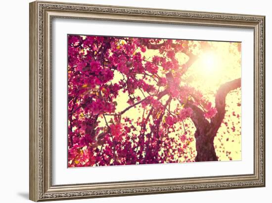 Spring Nature Background Blooming Tree over Sunny Sky. Spring Blossom. Apple Flowers. Sun Flare. Vi-Subbotina Anna-Framed Photographic Print