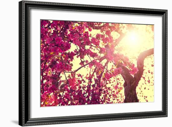 Spring Nature Background Blooming Tree over Sunny Sky. Spring Blossom. Apple Flowers. Sun Flare. Vi-Subbotina Anna-Framed Photographic Print