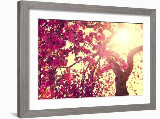 Spring Nature Background Blooming Tree over Sunny Sky. Spring Blossom. Apple Flowers. Sun Flare. Vi-Subbotina Anna-Framed Photographic Print