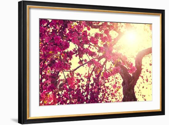 Spring Nature Background Blooming Tree over Sunny Sky. Spring Blossom. Apple Flowers. Sun Flare. Vi-Subbotina Anna-Framed Photographic Print