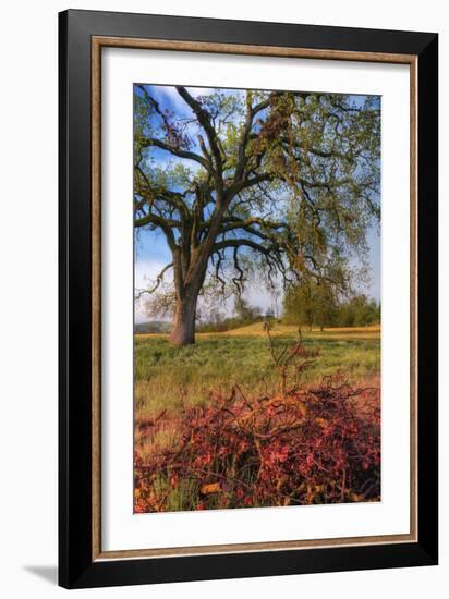 Spring Oak Scene, Central Valley, California-Vincent James-Framed Premium Photographic Print