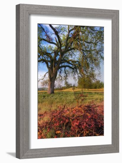 Spring Oak Scene, Central Valley, California-Vincent James-Framed Photographic Print