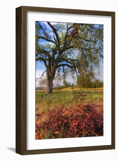 Spring Oak Scene, Central Valley, California-Vincent James-Framed Photographic Print