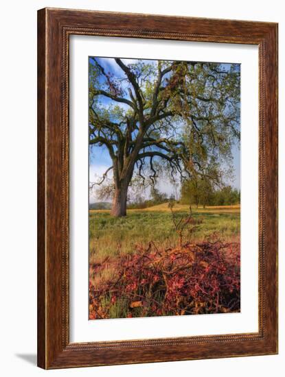 Spring Oak Scene, Central Valley, California-Vincent James-Framed Photographic Print