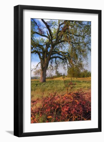 Spring Oak Scene, Central Valley, California-Vincent James-Framed Photographic Print