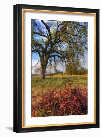 Spring Oak Scene, Central Valley, California-Vincent James-Framed Photographic Print