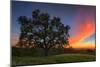 Spring Oak Tree Sunset From Mount Diablo Contra Costa Walnut Creek-Vincent James-Mounted Photographic Print