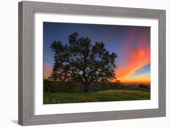 Spring Oak Tree Sunset From Mount Diablo Contra Costa Walnut Creek-Vincent James-Framed Photographic Print