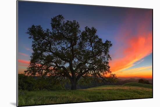 Spring Oak Tree Sunset From Mount Diablo Contra Costa Walnut Creek-Vincent James-Mounted Photographic Print