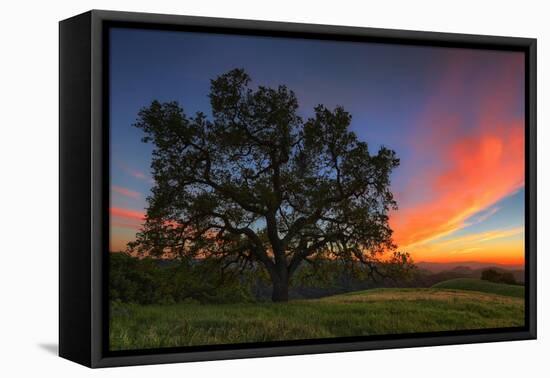 Spring Oak Tree Sunset From Mount Diablo Contra Costa Walnut Creek-Vincent James-Framed Premier Image Canvas