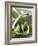 Spring Onions in a Dish-Neil Corder-Framed Photographic Print