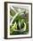 Spring Onions in a Dish-Neil Corder-Framed Photographic Print