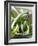 Spring Onions in a Dish-Neil Corder-Framed Photographic Print