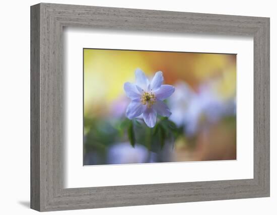 Spring painting-Heidi Westum-Framed Photographic Print