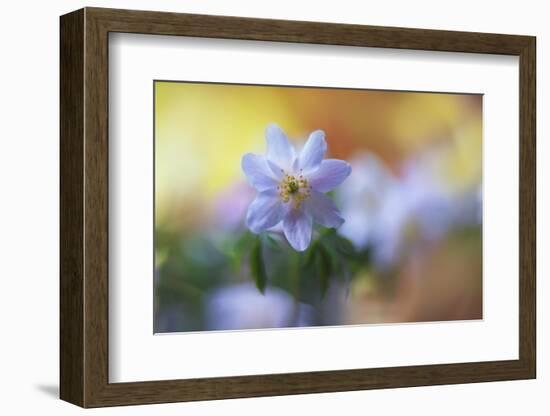 Spring painting-Heidi Westum-Framed Photographic Print