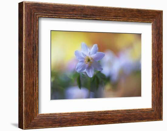 Spring painting-Heidi Westum-Framed Photographic Print