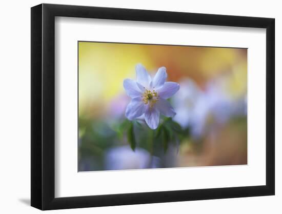 Spring painting-Heidi Westum-Framed Photographic Print