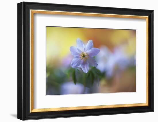 Spring painting-Heidi Westum-Framed Photographic Print