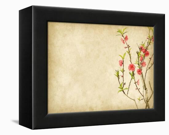 Spring Peach Blossom on Old Antique Vintage Paper Background-kenny001-Framed Stretched Canvas