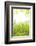 Spring, Plants, Grass, Nature-Nora Frei-Framed Photographic Print