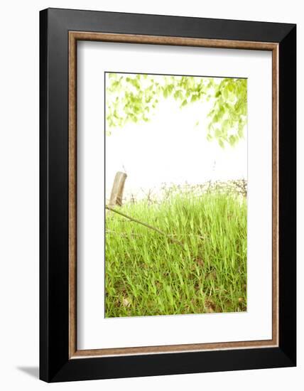 Spring, Plants, Grass, Nature-Nora Frei-Framed Photographic Print