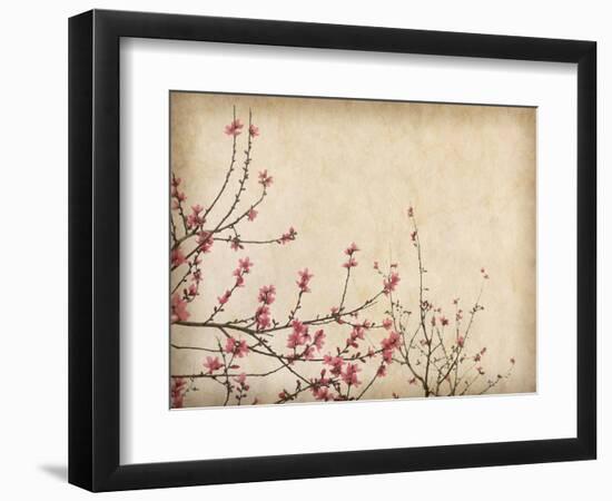 Spring Plum Blossom Blossom on Old Antique Vintage Paper Background-kenny001-Framed Premium Giclee Print