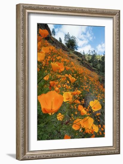 Spring Poppy Hillside, Merced-Vincent James-Framed Photographic Print