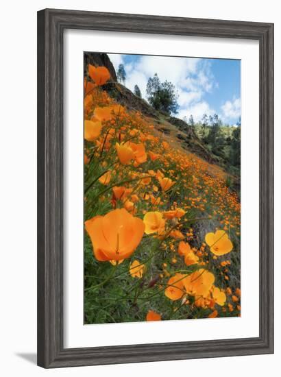 Spring Poppy Hillside, Merced-Vincent James-Framed Photographic Print