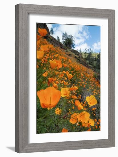 Spring Poppy Hillside, Merced-Vincent James-Framed Photographic Print