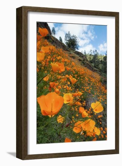 Spring Poppy Hillside, Merced-Vincent James-Framed Photographic Print