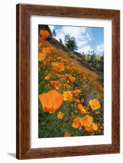 Spring Poppy Hillside, Merced-Vincent James-Framed Photographic Print