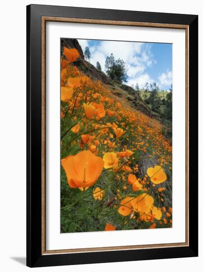 Spring Poppy Hillside, Merced-Vincent James-Framed Photographic Print