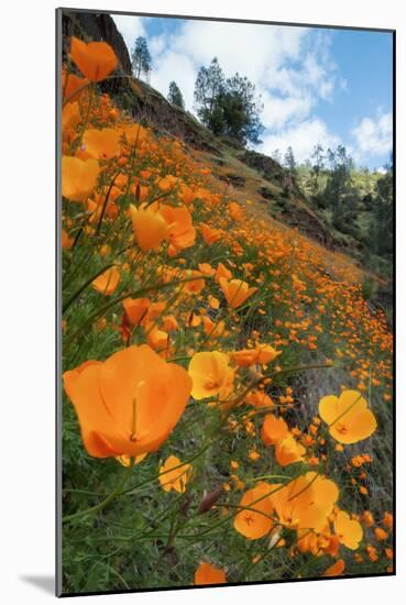 Spring Poppy Hillside, Merced-Vincent James-Mounted Photographic Print