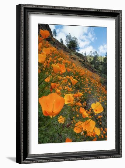 Spring Poppy Hillside, Merced-Vincent James-Framed Photographic Print