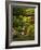 Spring, Portland Japanese Garden, Portland, Oregon, USA-Michel Hersen-Framed Photographic Print