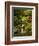 Spring, Portland Japanese Garden, Portland, Oregon, USA-Michel Hersen-Framed Photographic Print