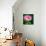 Spring Rose-Ursula Abresch-Photographic Print displayed on a wall