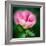 Spring Rose-Ursula Abresch-Framed Photographic Print