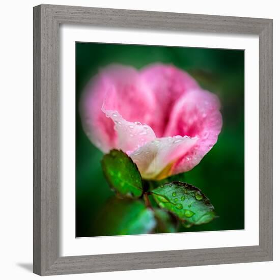 Spring Rose-Ursula Abresch-Framed Photographic Print