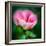 Spring Rose-Ursula Abresch-Framed Photographic Print