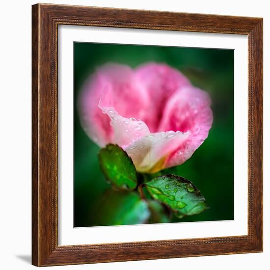 Spring Rose-Ursula Abresch-Framed Photographic Print