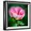 Spring Rose-Ursula Abresch-Framed Photographic Print