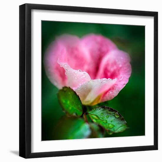 Spring Rose-Ursula Abresch-Framed Photographic Print