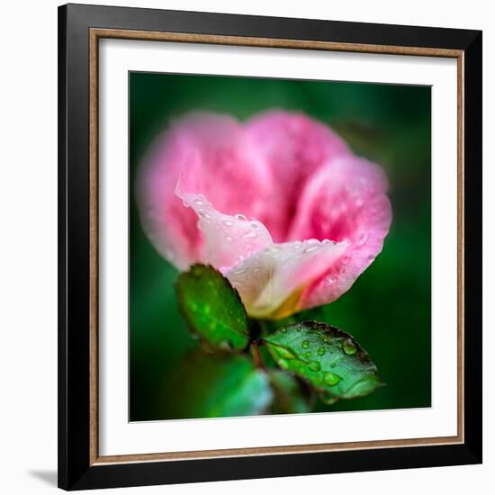 Spring Rose-Ursula Abresch-Framed Photographic Print