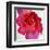 Spring Roses I-Jenny Thomlinson-Framed Art Print