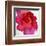 Spring Roses I-Jenny Thomlinson-Framed Art Print